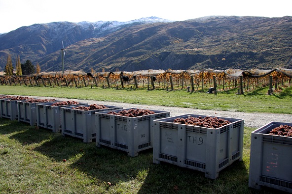 Valli Gibbston Pinot Gris